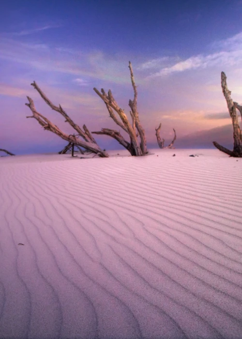 Dune di sabbia bianca con tronchi secchi al tramonto sulla spiaggia di Calasetta