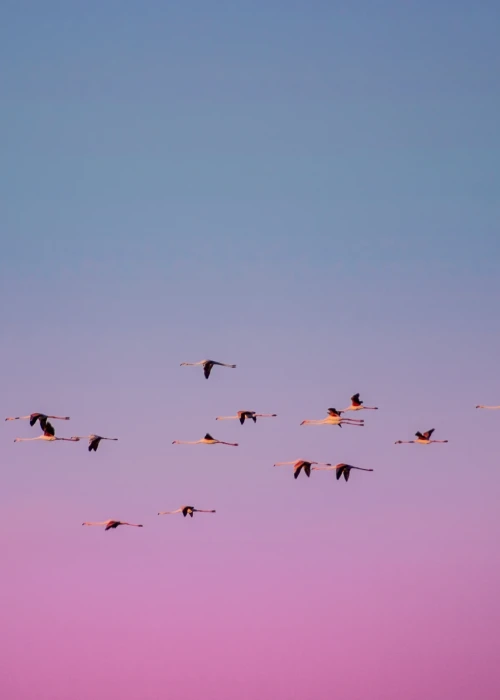 Stormo di fenicotteri in volo contro cielo rosa e azzurro al tramonto a Calasetta